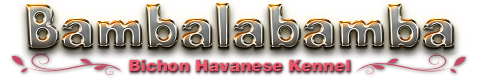 Bambalabamba Bichon Havanese Kennel